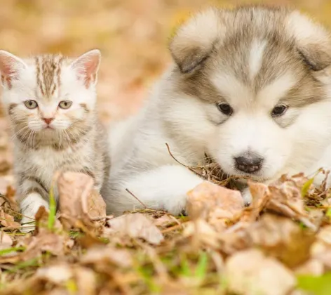 Kitten and puppy laying in leaves of grass